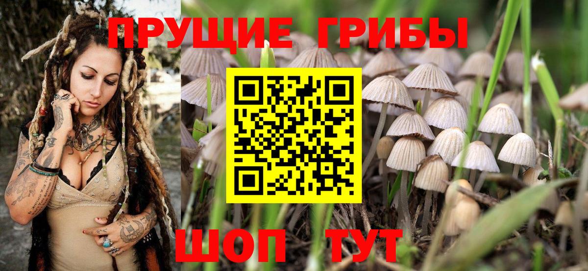 Псилоцибиновые грибы Psilocybine cubensis  Вход с VPN  Камышлов  Псилоцибиновые грибы Magic Shrooms 